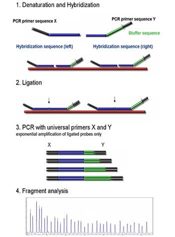 Denaturation and Hybridization